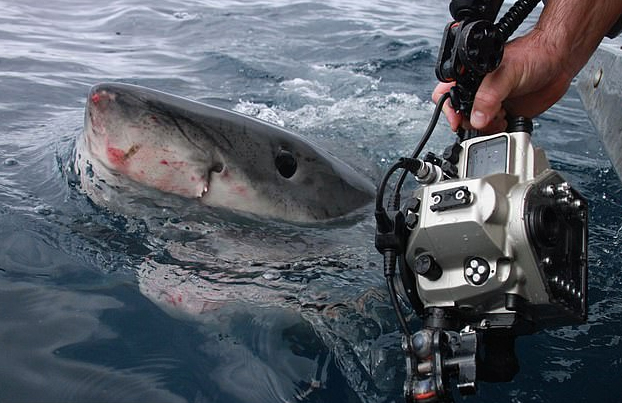 Fotografía a pocos centímetros a un enorme tiburón blanco de 1.300 kilos y sale ileso