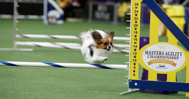 La carrera de Gabby, un perro de raza Papillón, está dando la vuelta al mundo por su rapidez haciendo el circuito