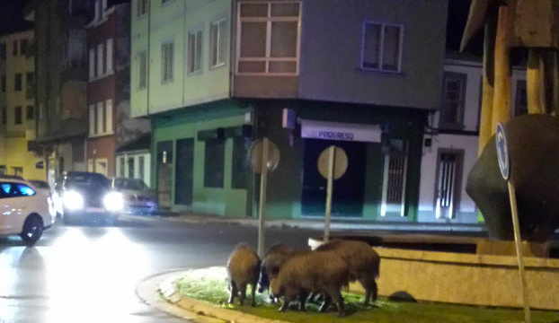 Arqueros profesionales harán guardias nocturnas en los alrededores de Lugo para abatir a los jabalíes