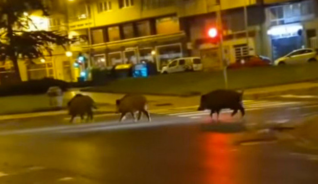 Arqueros profesionales harán guardias nocturnas en los alrededores de Lugo para abatir a los jabalíes