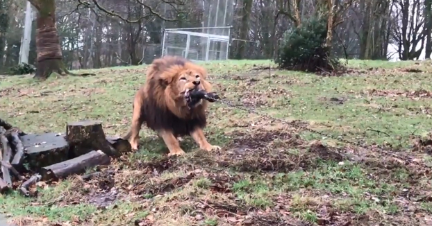 Humano contra bestia: Un zoo permite a los niños jugar al tira y afloja con un tigre y un león