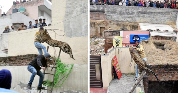 Pánico en una ciudad de India por un leopardo que atacó a varias personas