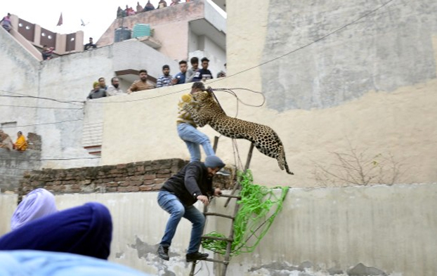 Pánico en una ciudad de India por un leopardo que atacó a varias personas