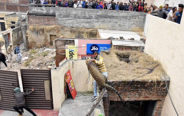 Pánico en una ciudad de India por un leopardo que atacó a varias personas