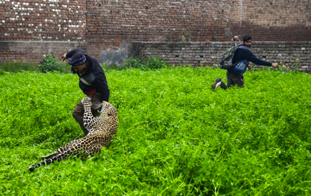 Pánico en una ciudad de India por un leopardo que atacó a varias personas