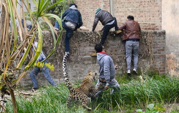 Pánico en una ciudad de India por un leopardo que atacó a varias personas