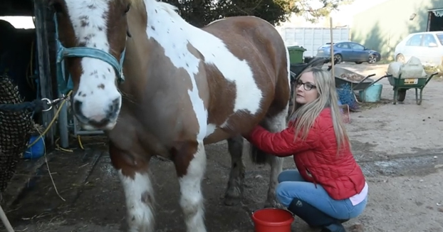 ¿El trabajo más desagradable del mundo? Una mujer se dedica a limpiar prepucios de caballos
