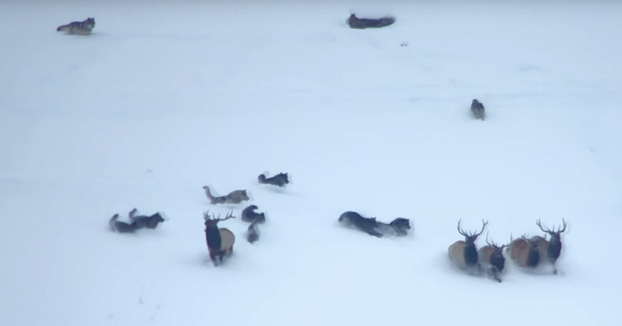 Un turista graba cómo una manada de 11 lobos intenta cazar a un grupo de ciervos