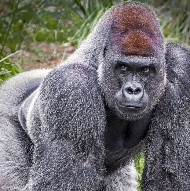 Mike Tyson ofreció a un trabajador de un zoo 10.000 dólares para pelearse con un gorila de espalda plateada