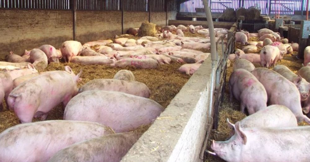 Una mujer muere devorada por sus cerdos cuando les daba de comer en una granja de Rusia