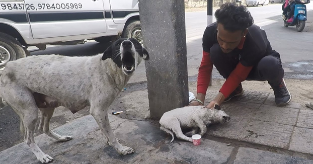 Una perra callejera pide ayuda para su cría gravemente herida. La ayudan y el cambio es increíble