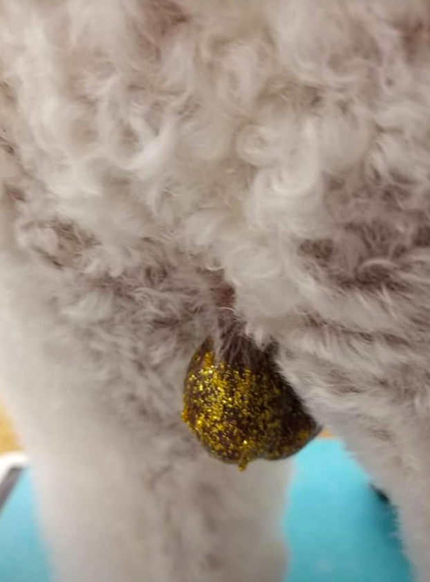 Veterinarios alertan del peligro del nuevo viral: echar purpurina en los testículos a las mascotas