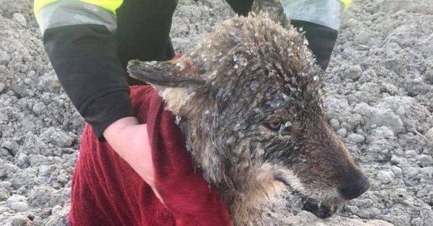 Rescatan a un perro de un río helado y en el veterinario descubren que es un lobo