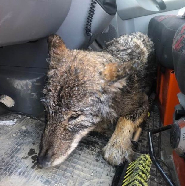 Rescatan a un perro de un río helado y en el veterinario descubren que es un lobo