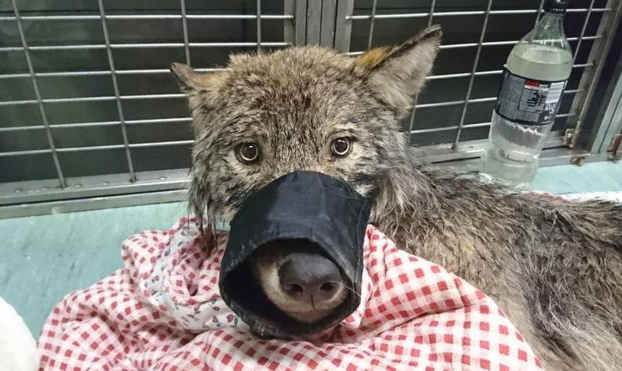 Rescatan a un perro de un río helado y en el veterinario descubren que es un lobo