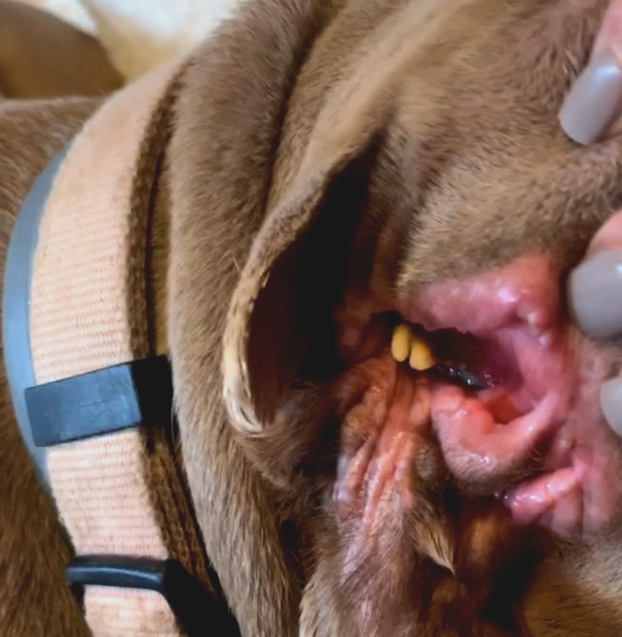 La historia de Toad, una perra que tiene una segunda boca en la parte lateral de su cabeza, reemplazando a su oreja