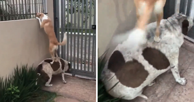Un perro con sobrepeso hace de banco para que su amigo pueda ver a su novia