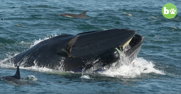 Una ballena se traga a un buzo y lo escupe vivo en una playa en Sudáfrica