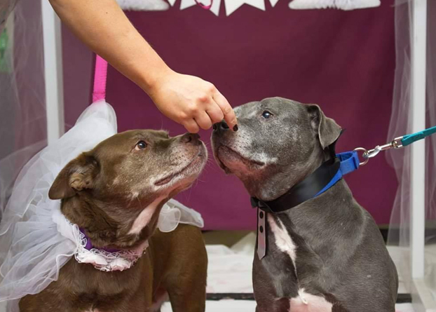 Dos perros se casan para así evitar ser separados en el proceso de adopción