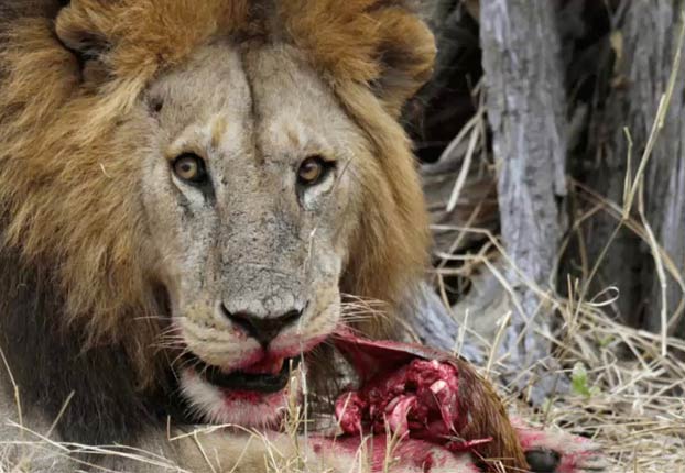 Un cazador es devorado por un grupo de leones después de que matase a tres familias de babuinos