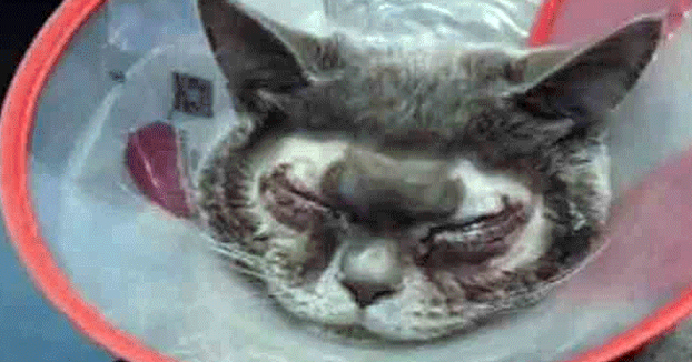Somete a su gato a una cirugía estética por considerarle ''demasiado feo''