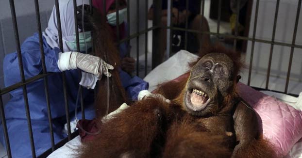 La historia de Hope, la orangutana que ha sobrevivido a 74 disparos de perdigón de unos cazadores