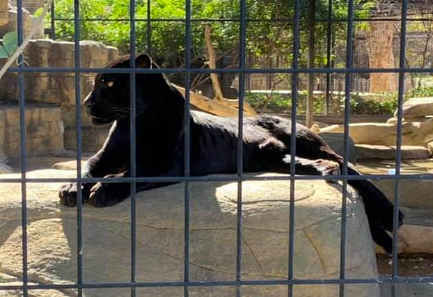 Un jaguar ataca a una mujer en un zoo que saltó la barrera para hacerse un selfie