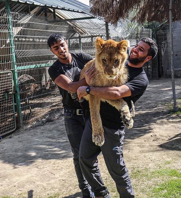 Mutilan a una leona para que ''juegue'' con los visitantes del zoo