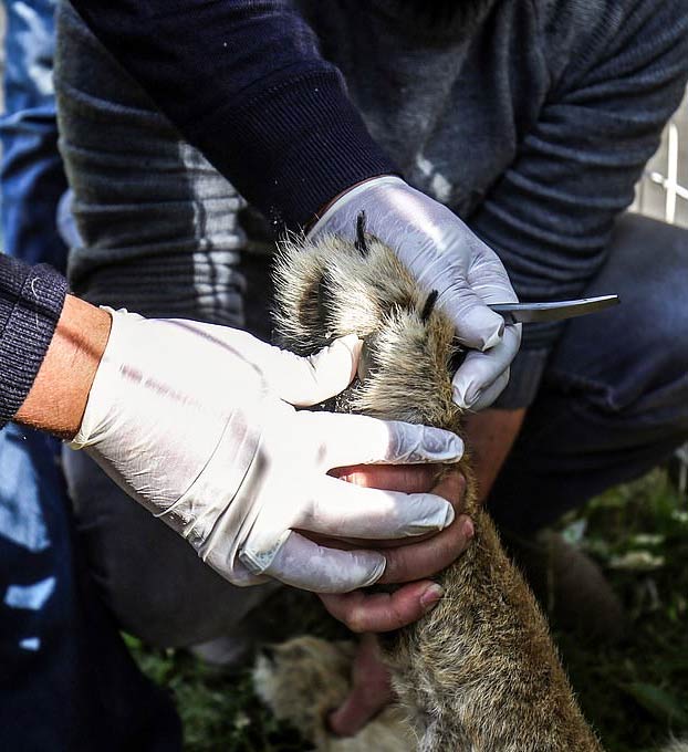 Mutilan a una leona para que ''juegue'' con los visitantes del zoo