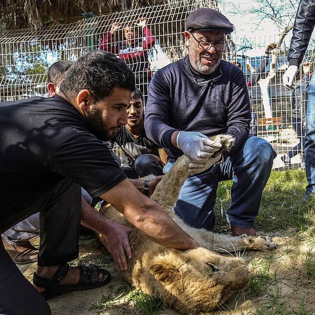 Mutilan a una leona para que ''juegue'' con los visitantes del zoo