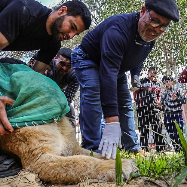 Mutilan a una leona para que ''juegue'' con los visitantes del zoo