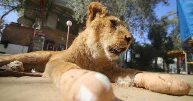 Mutilan a una leona para que ''juegue'' con los visitantes del zoo