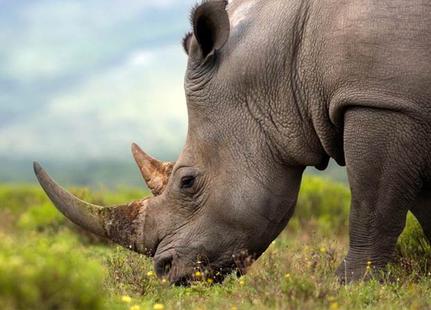 El parque nacional donde es legal matar a cazadores furtivos para proteger a los rinocerontes