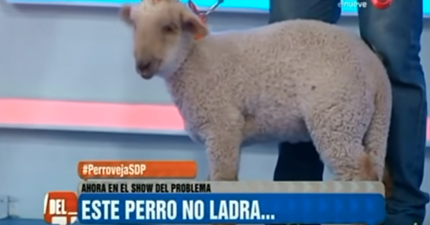 Mujer denuncia que fue a comprar un perro y le vendieron una oveja