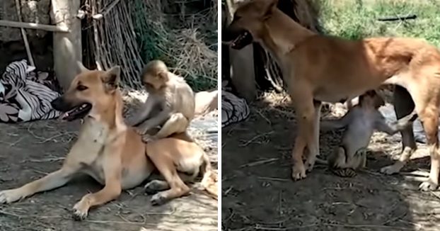 Una perra cuida y amamanta a un pequeño mono huérfano tras salvarlo de una manada de perros