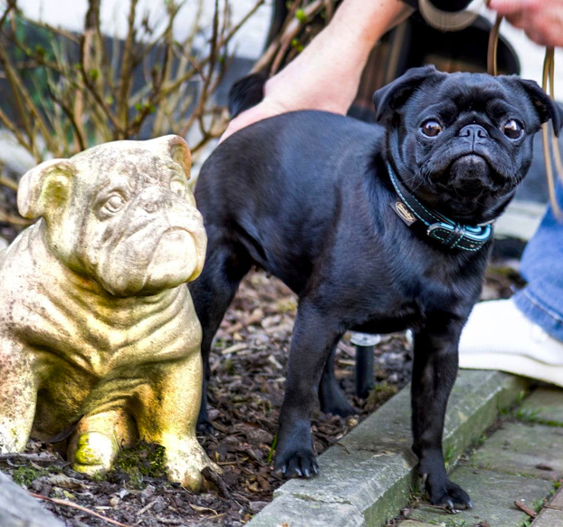 Un ayuntamiento requisa el perro de una familia endeudada y lo vende por eBay