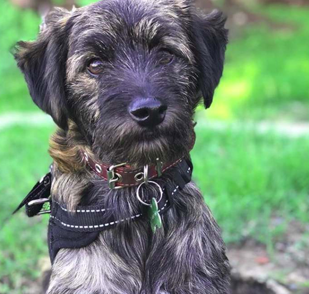 Una mujer le devuelve la vida a Hércules, un perro que se encontró en la calle esquelético y tras recuperarse es un clon de Chewbacca