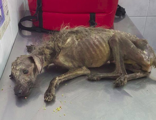 Una mujer le devuelve la vida a Hércules, un perro que se encontró en la calle esquelético y tras recuperarse es un clon de Chewbacca