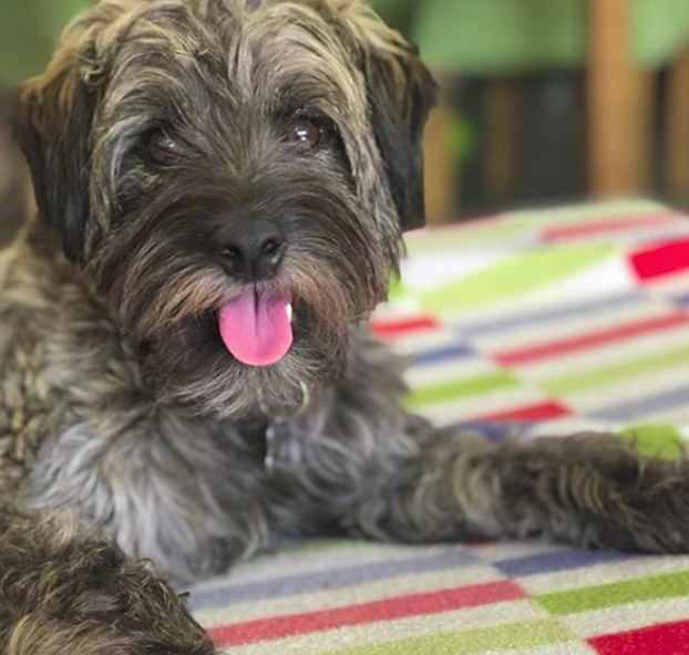 Una mujer le devuelve la vida a Hércules, un perro que se encontró en la calle esquelético y tras recuperarse es un clon de Chewbacca