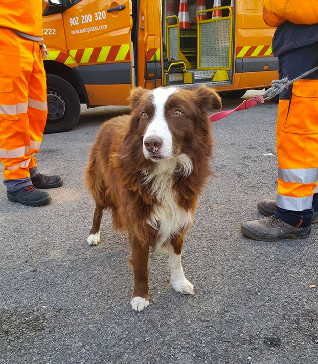 Un perro pastor persigue en la AP-7 al camión que llevaba sus ovejas al matadero en Girona