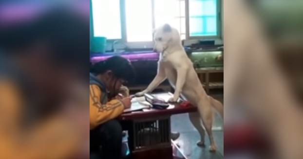 Un padre entrena a su perro para que vigile a su hija mientras hace los deberes