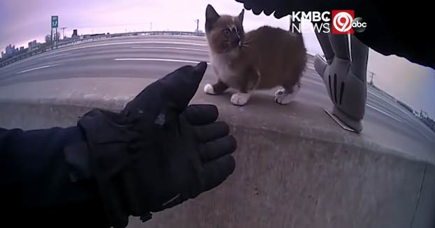 Este policía rescata a un gatito que estaba en la mediana de una autopista y posiblemente acabase atropellado