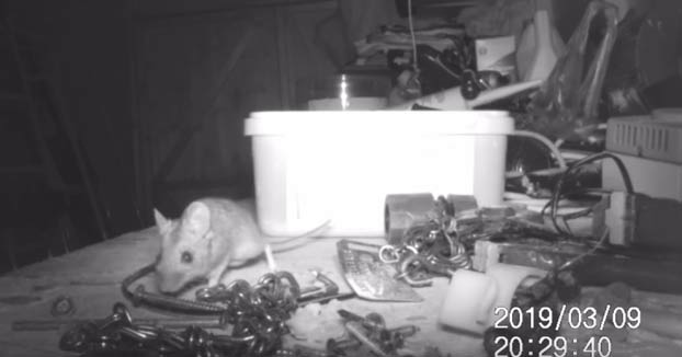 Un hombre graba cómo un ratón ordena pequeñas piezas de su cobertizo cada noche
