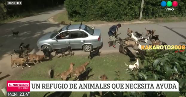 Reportero en apuros cuando hacía un directo desde un refugio de animales