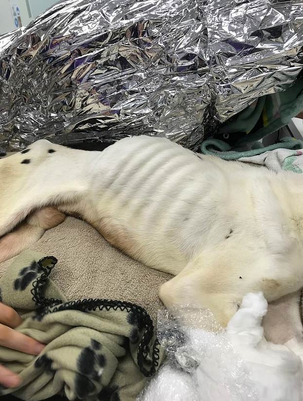 Rescatan a un perro que fue abandonado en una casa y solo se alimentaba de trozos de vidrio y baterías