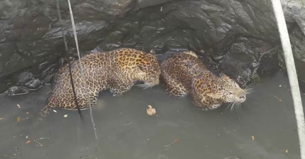 Así se las tuvieron que ingeniar en este pueblo para salvar a dos leopardos que cayeron a un pozo de 15 metros