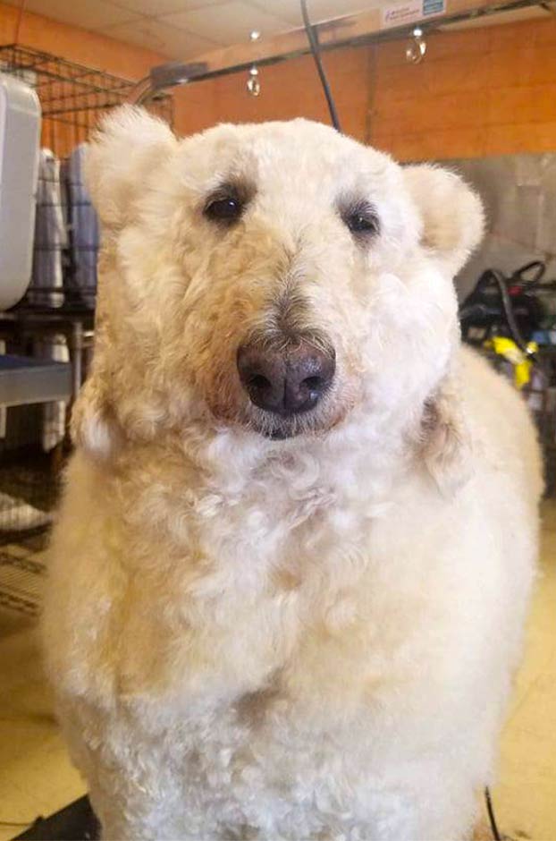 Una peluquera canina transforma a su perra en un oso polar