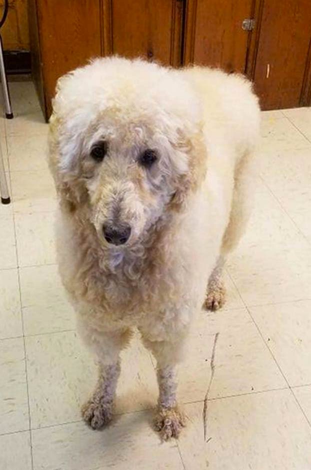 Una peluquera canina transforma a su perra en un oso polar