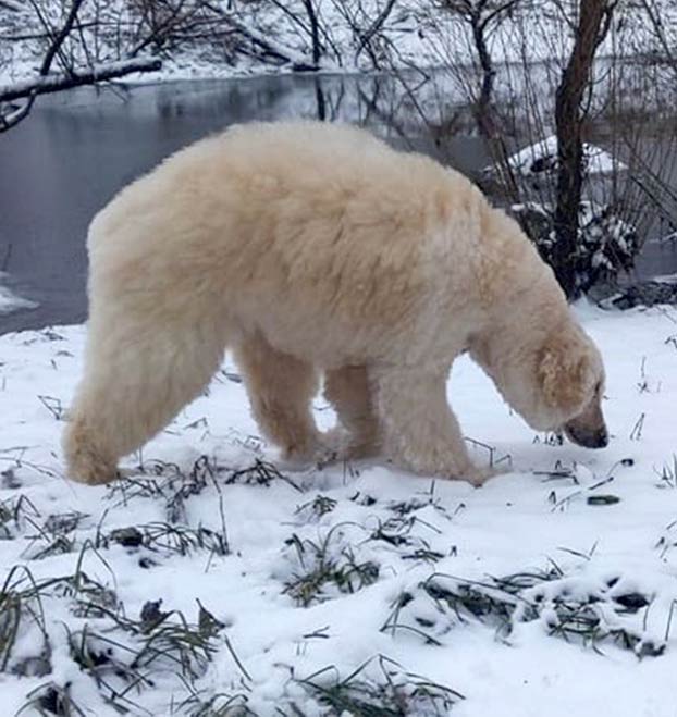 Una peluquera canina transforma a su perra en un oso polar