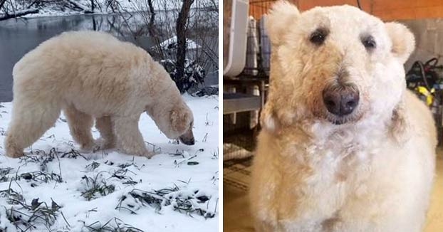 Una peluquera canina transforma a su perra en un oso polar